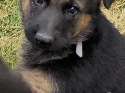 German Shepherd puppies