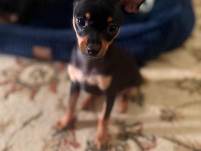Male Russian Toy Terrier puppy DJ in Louth