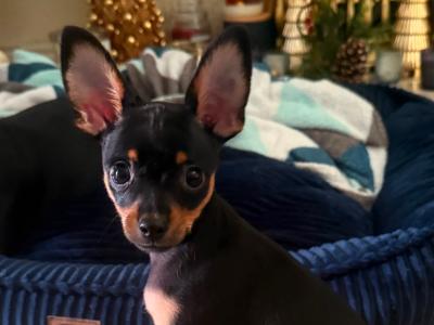 Male Russian Toy Terrier puppy DJ in Louth