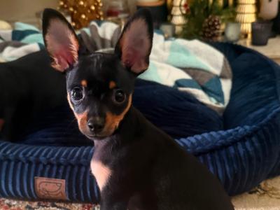 Male Russian Toy Terrier puppy DJ in Louth