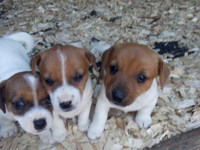 Jack Russell Terrier puppies in Tipperary