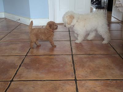 Toy Poodles