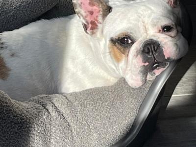 Beautiful French Bulldog Girl looking for new home