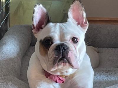 Beautiful French Bulldog Girl looking for new home
