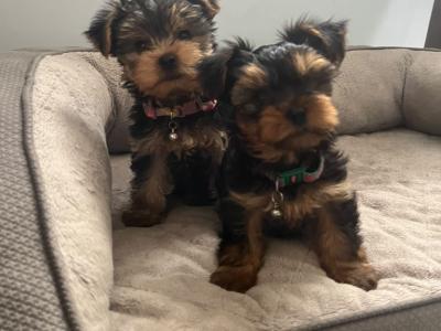 Male miniature Yorkshire Terrier puppy for sale in Kerry