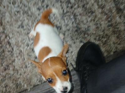 One male pup remaining Purebred miniature Jack Russell puppies in Galway