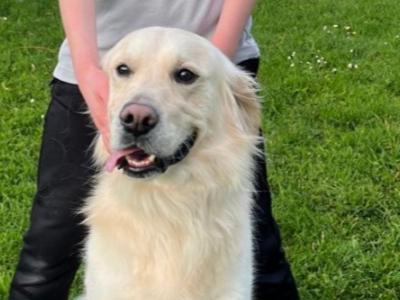 Golden Retriever 2 year old boy