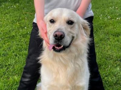 Golden Retriever 2 year old boy