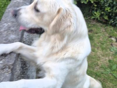 Golden Retriever 2 year old boy