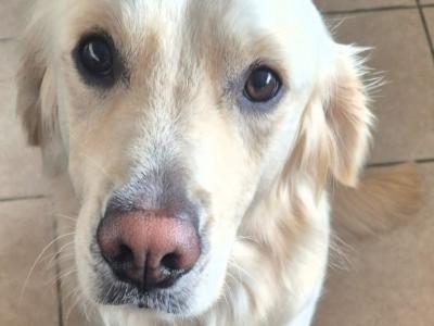 Golden Retriever 2 year old boy