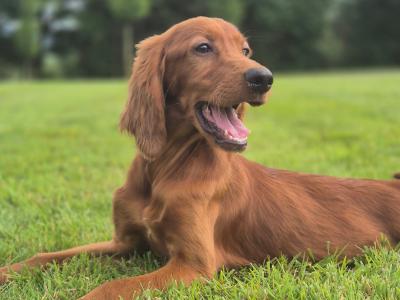 IKC Registered male Irish Setter puppies in Limerick