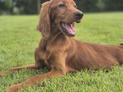 IKC Irish Setter male