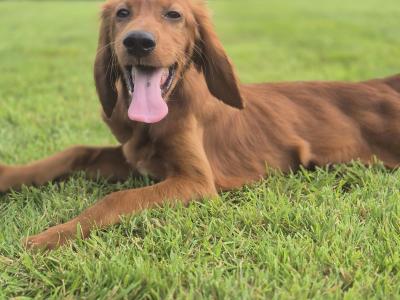IKC Irish Setter male