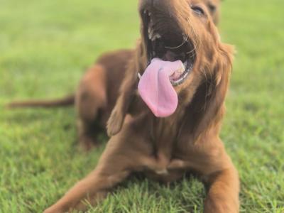 IKC Irish Setter male