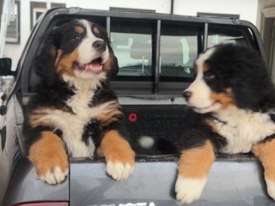 IKC Registered (pending) female Bernese Mountain Dog puppy in Monaghan