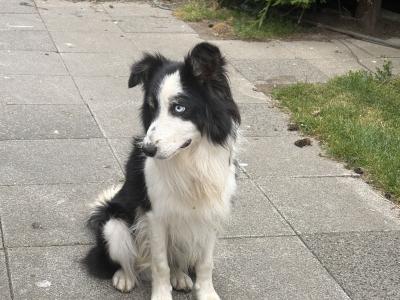 Male Border Collie dog 3 years 9 months old in Dublin