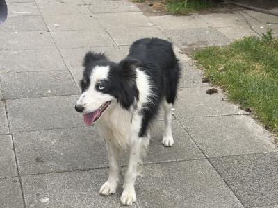 Male Border Collie dog 3 years 9 months old in Dublin