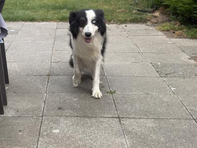 Male Border Collie dog 3 years 9 months old in Dublin