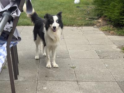 Male Border Collie dog 3 years 9 months old in Dublin