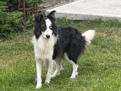 Male Border Collie dog 3 years 9 months old in Dublin