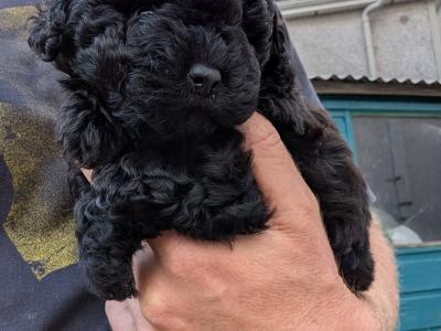 Toy Poodles