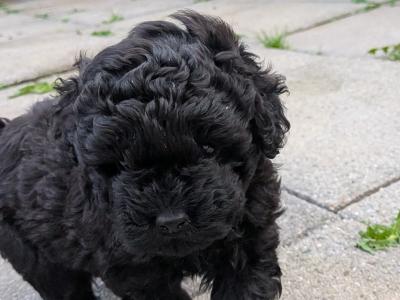 Toy Poodles
