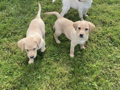 Golden Labrador puppies in Wexford