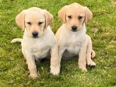 Golden Labrador puppies in Wexford