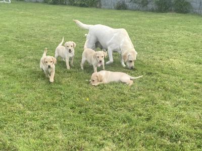 Golden Labrador puppies in Wexford