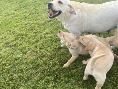 Golden Labrador puppies in Wexford