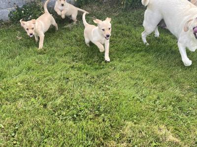 Golden Labrador puppies in Wexford