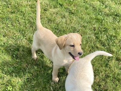 Golden Labrador puppies in Wexford