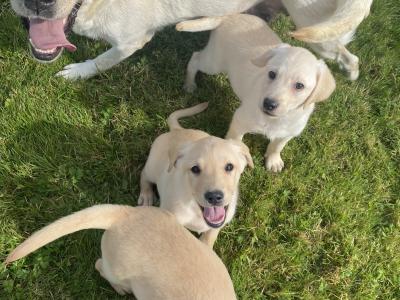 Golden Labrador puppies in Wexford