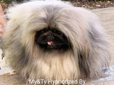 Stunning Kennel Club Registered Pekingese puppies in Armagh