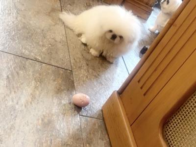 Stunning Kennel Club Registered Pekingese puppies in Armagh