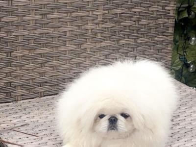 Stunning Kennel Club Registered Pekingese puppies in Armagh