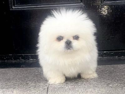 Stunning Kennel Club Registered Pekingese puppies in Armagh