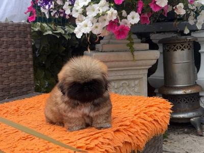 Stunning Kennel Club Registered Pekingese puppies in Armagh