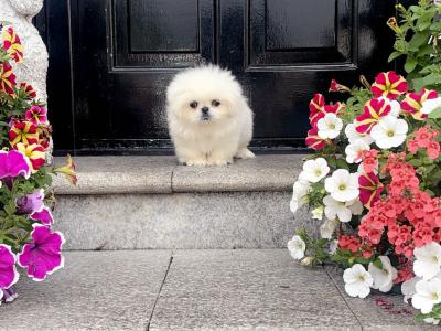 Stunning Kennel Club Registered Pekingese puppies in Armagh