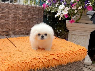Stunning Kennel Club Registered Pekingese puppies in Armagh