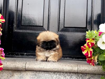 Stunning Kennel Club Registered Pekingese puppies in Armagh