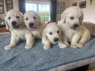 🐶🐶 Beautiful Golden Retriever puppies for sale in Cork 🐶🐶