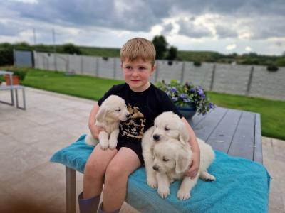 🐶🐶 Beautiful Golden Retriever puppies for sale in Cork 🐶🐶