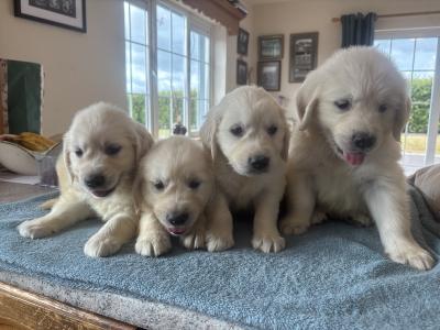 🐶🐶 Beautiful Golden Retriever puppies for sale in Cork 🐶🐶