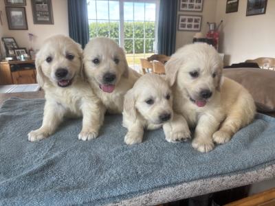 🐶🐶 Beautiful Golden Retriever puppies for sale in Cork 🐶🐶