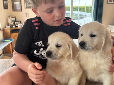 🐶🐶 Beautiful Golden Retriever puppies for sale in Cork 🐶🐶