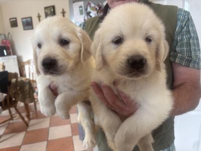 🐶🐶 Beautiful Golden Retriever puppies for sale in Cork 🐶🐶