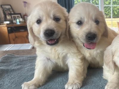🐶🐶 Beautiful Golden Retriever puppies for sale in Cork 🐶🐶