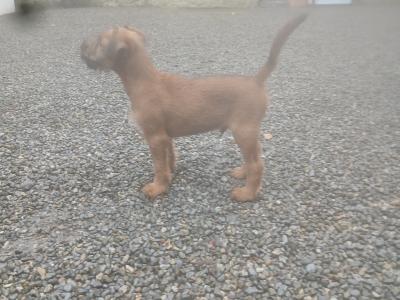 5 IKC Registered Irish Terrier puppies in Tipperary