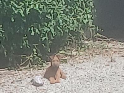 5 IKC Registered Irish Terrier puppies in Tipperary